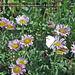 Erigeron glaucus Winchelsea Beach 5 8 2006