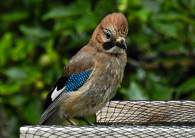 20210630 1231CPw [D~LIP] Eichelhäher (Garrulus glandarius), Bad Salzuflen