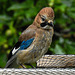 20210630 1231CPw [D~LIP] Eichelhäher (Garrulus glandarius), Bad Salzuflen