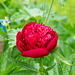 Peony Rose portrait 2