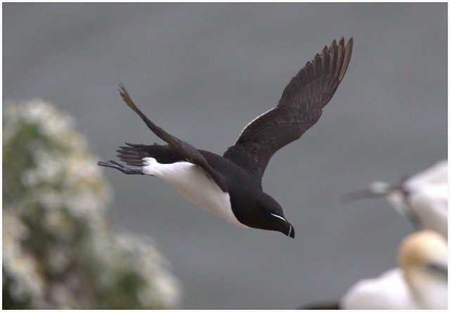 EF7A9378 -1RazorBill