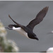 EF7A9378 -1RazorBill