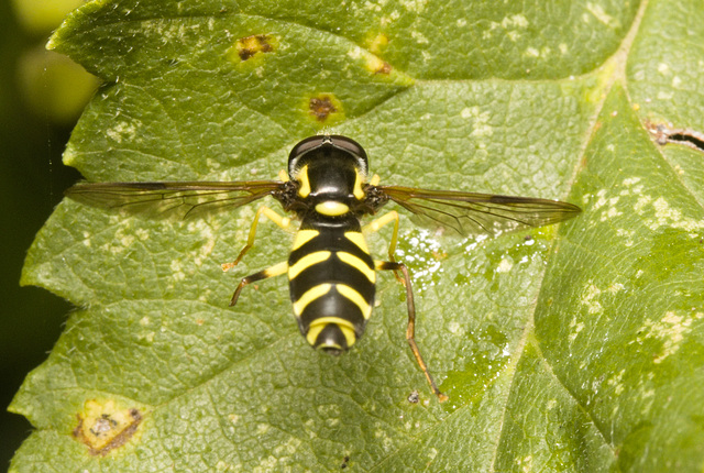 IMG 3023 Hoverfly