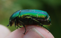 EF7A9954 Rose Chafer-1