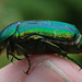 EF7A9954 Rose Chafer-1