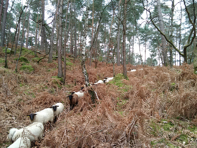 Transhumance du 16 mars 2016