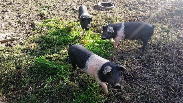 the piggy girls like grass