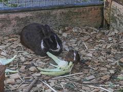 Kanienchen und Meerschweinchen