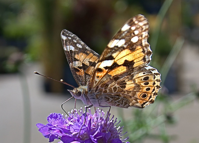 Painted Lady