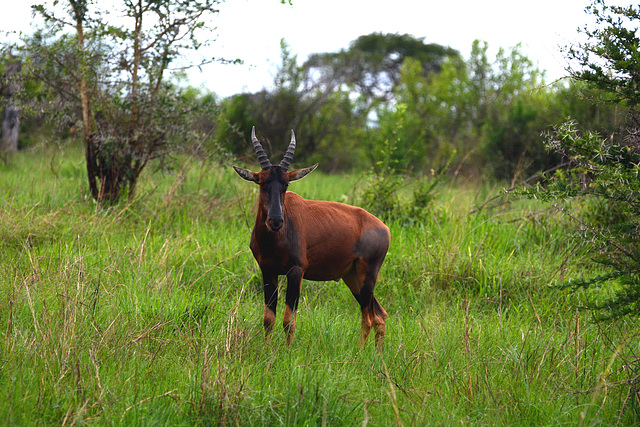 Uganda, Antelope in Queen Elizabeth National Park