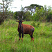 Uganda, Antelope in Queen Elizabeth National Park