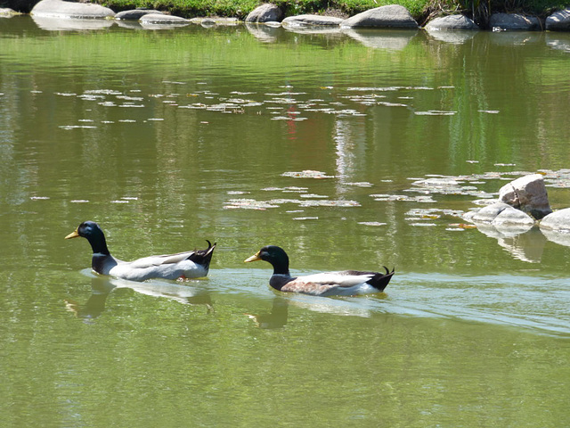 Patos nadando