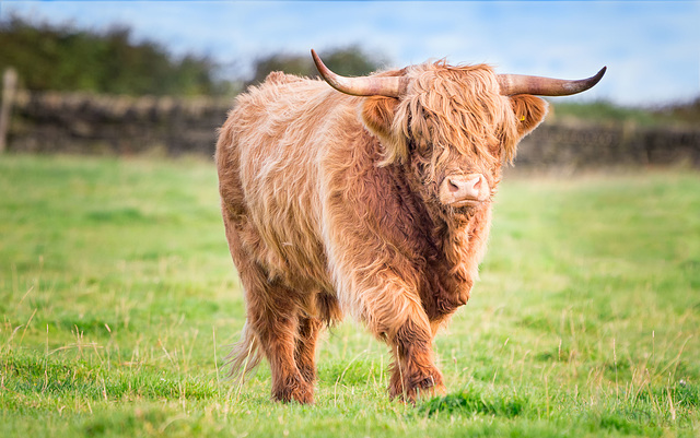 Highland Bull