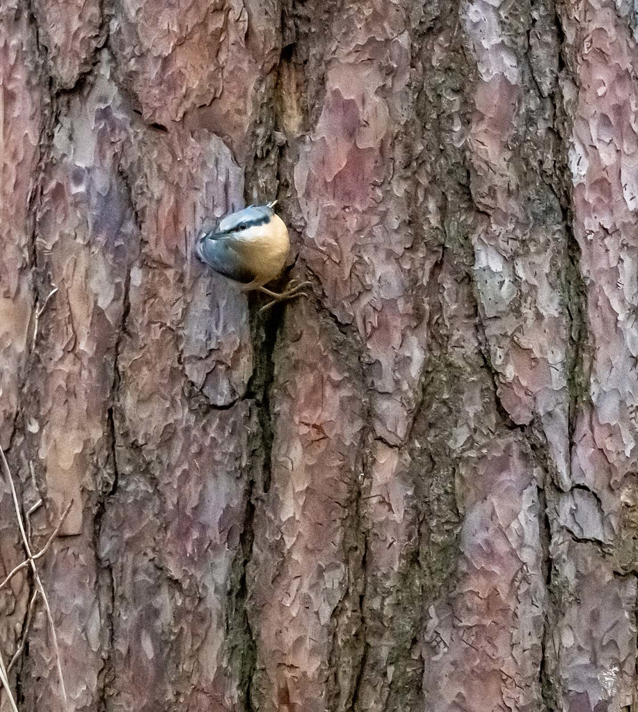 Nuthatch
