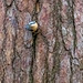 Nuthatch