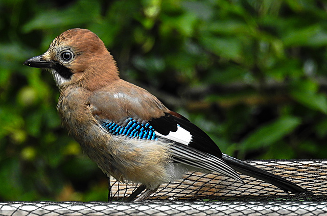 20210630 1232CPw [D~LIP] Eichelhäher (Garrulus glandarius), Bad Salzuflen