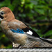 20210630 1232CPw [D~LIP] Eichelhäher (Garrulus glandarius), Bad Salzuflen