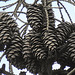 20210708 1392CPw [D~LIP] Fichte (Picea), Zapfen, Bad Salzuflen