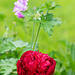 Peony Rose portrait