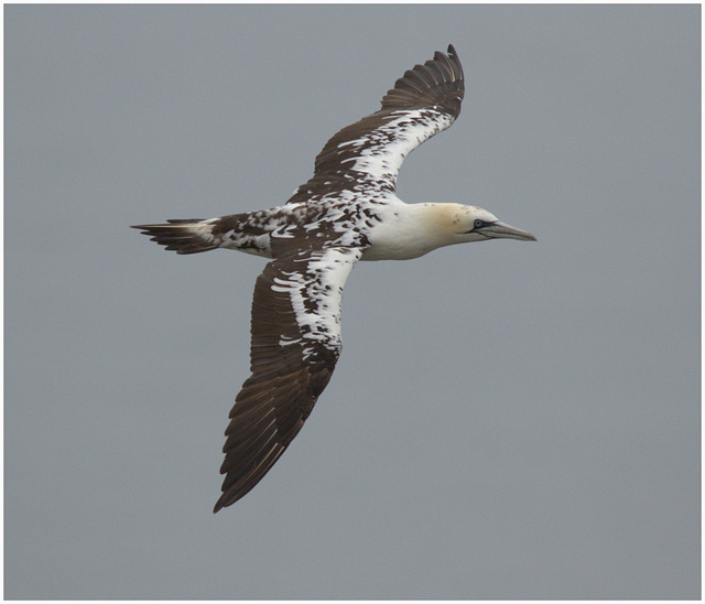 EF7A9389 -1Gannet