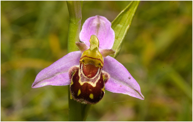 EF7A3925 Bee Orchid