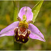 EF7A3925 Bee Orchid