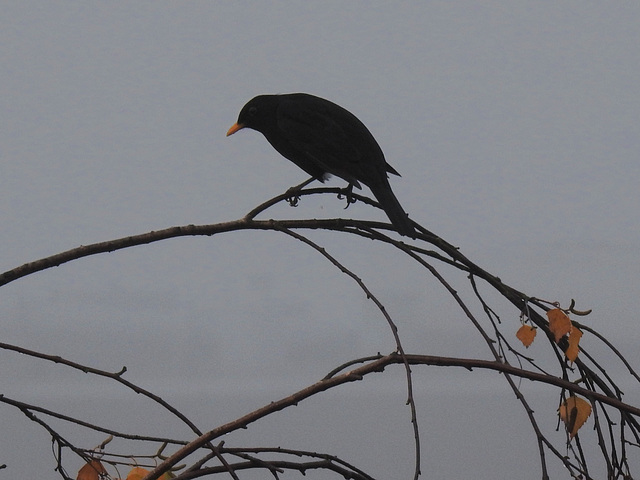 Herr Amsel sieht sich um.