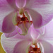 orchid, reblooming