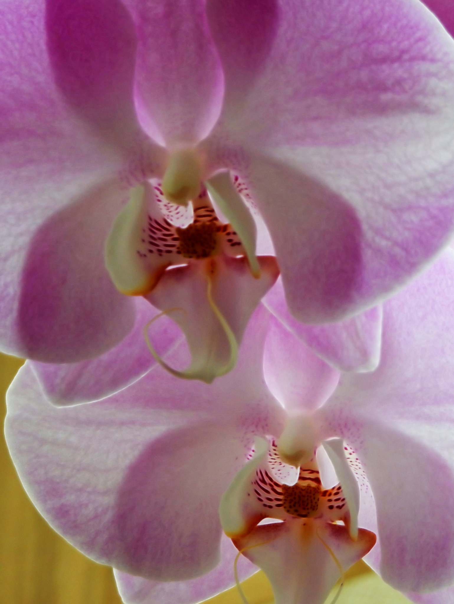 orchid, reblooming