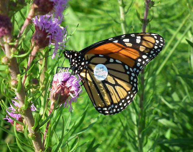 monarque / monarch