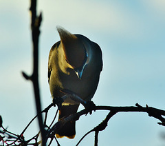 Waxwing in the late sun