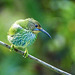 Purple Honeycreeper female, Trinidad