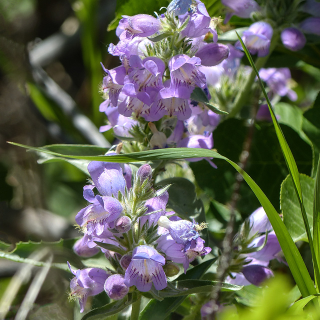 Penstemon sp.?