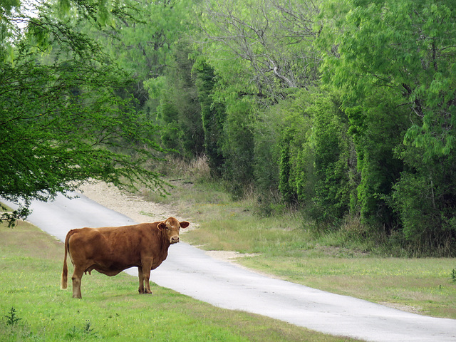 Day 5, King Ranch cattle, South Texas