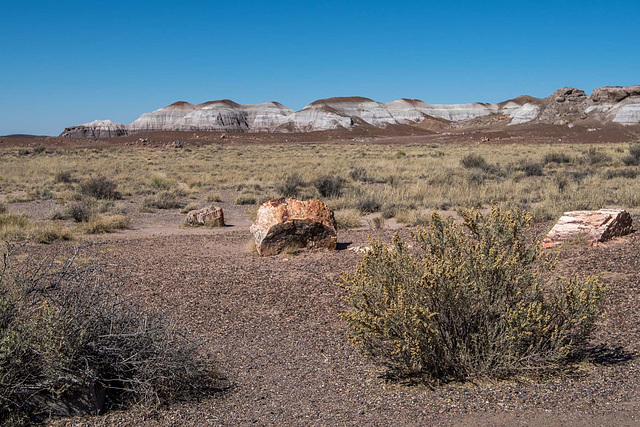The Petrified Forest, 24Arizona