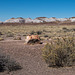 The Petrified Forest, 24Arizona