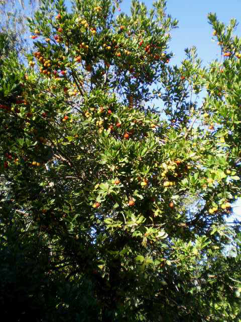 Arbutus tree, loaded with ripe berries.