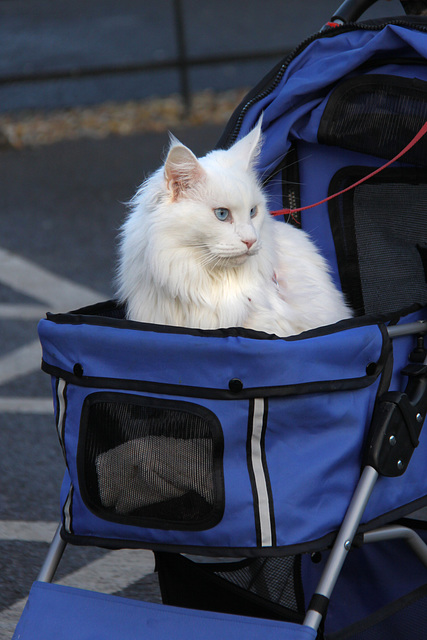 Cat in a buggy