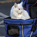 Cat in a buggy