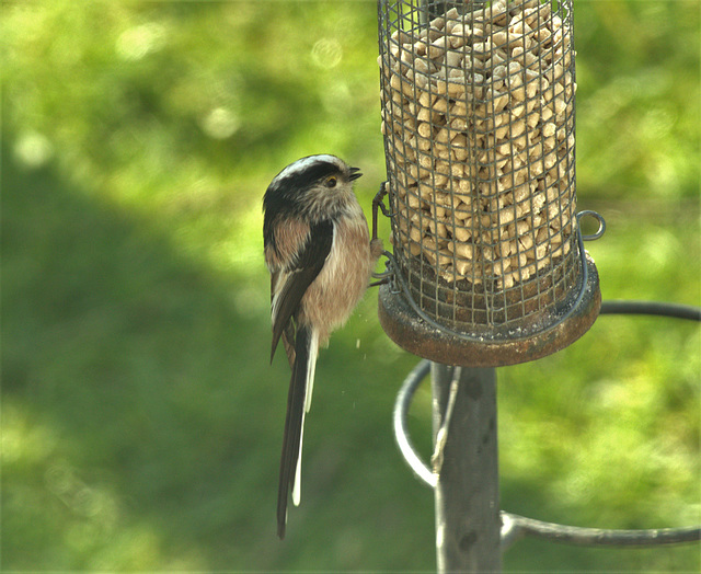 Long Tailed Tit