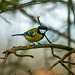 Great tit