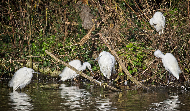 Little Egrets