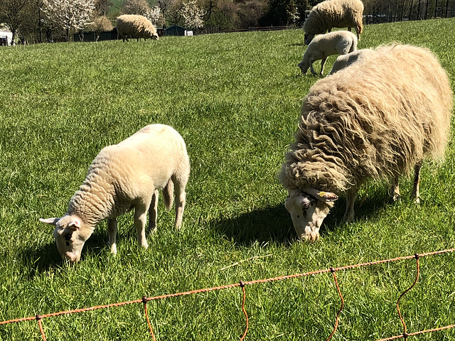 Gesehen bei Heimersheim