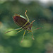 Green Shield Bug On My Window.....Outside!!