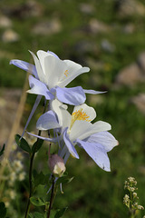 Colorado Blue Columbine