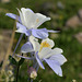 Colorado Blue Columbine