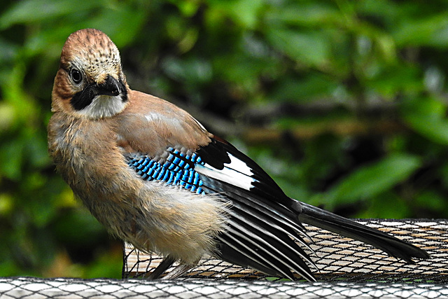 20210630 1234CPw [D~LIP] Eichelhäher (Garrulus glandarius), Bad Salzuflen