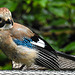 20210630 1234CPw [D~LIP] Eichelhäher (Garrulus glandarius), Bad Salzuflen