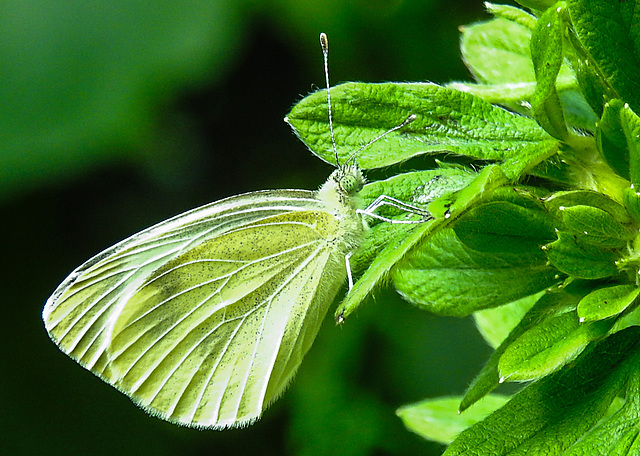 20210708 1397CPw [D~LIP] Kleiner Kohlweißling (Pieris rapae), Fingerstrauch (Potentilla fruticosa), Bad Salzuflen
