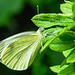 20210708 1397CPw [D~LIP] Kleiner Kohlweißling (Pieris rapae), Fingerstrauch (Potentilla fruticosa), Bad Salzuflen